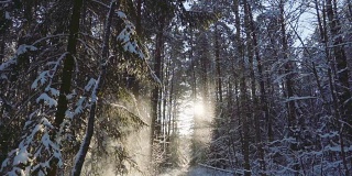 雪花飘落在冬日的森林里，慢镜头