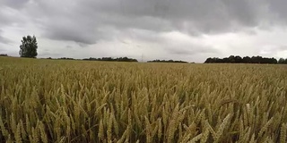 农田小麦成熟，雨云飘动，时间流逝4K