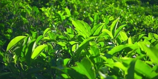 绿茶植物的慢镜头
