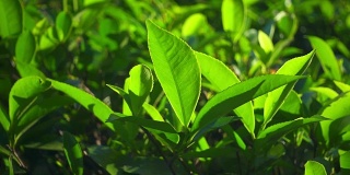 绿茶鲜叶