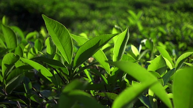 新鲜的绿茶叶子。茶园