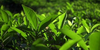 新鲜的绿茶叶子。茶园