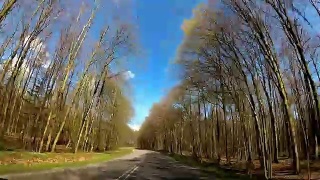 行车记录仪森林道路良好的天气条件，波兰欧洲POV视频素材模板下载