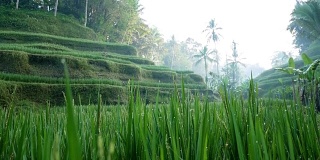 水稻梯田。乌布。巴厘岛。印度尼西亚。