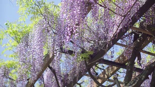 日本紫藤花视频素材模板下载