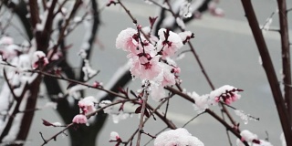 春树上粉红色的花覆盖着白雪
