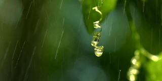 雨水洒落在嫩叶上，以自然的淡绿色为背景
