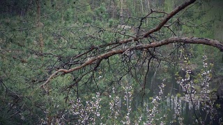 松树枝头映衬着盛开的樱桃和流水。视频素材模板下载