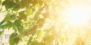 自然场景与桦树的叶子和阳光与镜头光晕。公园里的树，以日出为背景