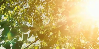 温暖的颜色自然场景与树叶和阳光与镜头光晕