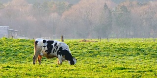 牛在农场早上吃草，在家畜或农业概念。