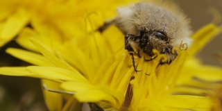 蜜蜂在春天从黄色的蒲公英花上采集花蜜。