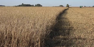 成熟的燕麦穗在风中摆动，模糊的农机在农田里工作。FullHD