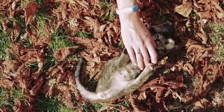 在秋天的公园里，一位女士的手抚摸着一只小猫。俯视图，慢动作。