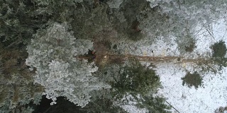 一棵高大的云杉被伐木工砍倒在地上