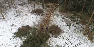 航拍:伐木工在砍伐倒下的树木，从云杉上砍下树枝