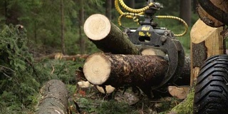 特写:在森林中，摆动臂在原木卡车上收割和装载木材