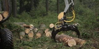 近:原木装载机采伐装载树干和木材的货代