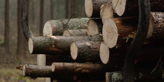 特写，DOF:砍伐的原木被运到锯木厂切割成木材