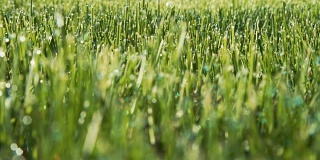 湿漉漉的草在草地上升起