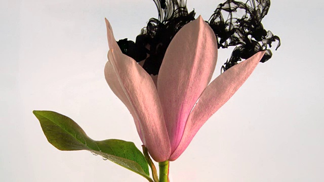 白玉兰花与抽象墨水在白色的背景