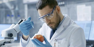 在现代实验室里，食品科学家用注射器给番茄注射。他正在研究这种蔬菜的基因改造:增味、寄生虫/抗寒。