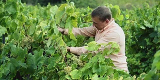 酿酒师检查葡萄酒葡萄