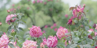 多朵粉红玫瑰在雨中摇曳，特写