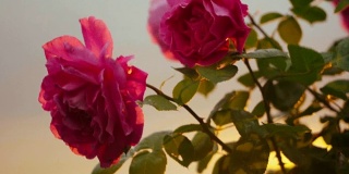 日落时，粉红的玫瑰在微风中摇曳