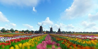传统的荷兰风车和充满活力的郁金香在前景上的蓝色天空