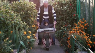 祖父和孙子坐在手推车上在花园里干活。老人在户外帮助小男孩。4 k视频素材模板下载