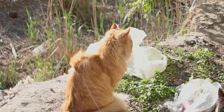 橙色的猫与周围的垃圾休息和看着你的眼睛