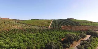 橘子树，柠檬树和葡萄种植园。葡萄牙南部的阿尔加维地区。