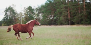 一匹长着白鬃毛的棕色马跑过田野。慢动作