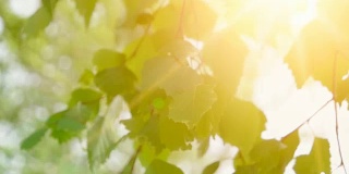 白桦树的嫩叶在白天的阳光下明亮。阳光灿烂的日子里，桦树的叶子一眨一眨的。有机或生态概念
