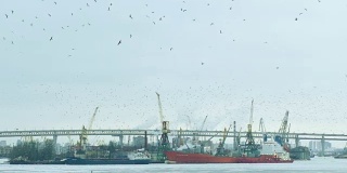 一群海鸥飞过工业港
