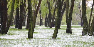 异常的天气。春天，雪落在绿树上。飘落的雪花在草地上的公园里。