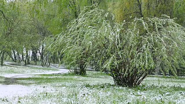 异常的天气。春天，雪落在绿树上。飘落的雪花在草地上的公园里。