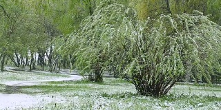 异常的天气。春天，雪落在绿树上。飘落的雪花在草地上的公园里。