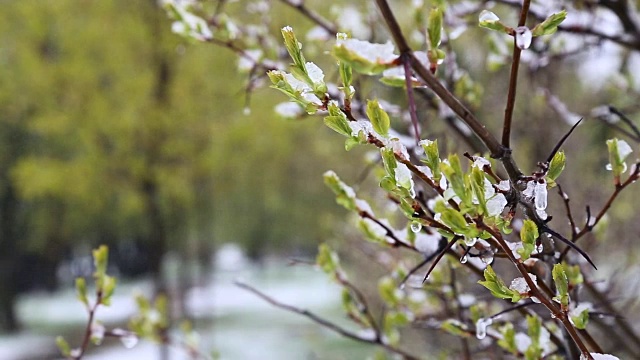 异常的天气。春天，雪落在绿树上。飘落的雪花在草地上的公园里。