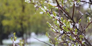 异常的天气。春天，雪落在绿树上。飘落的雪花在草地上的公园里。