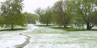 异常的天气。春天，雪落在绿树上。飘落的雪花在草地上的公园里。