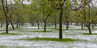 异常的天气。春天，雪落在绿树上。飘落的雪花在草地上的公园里。