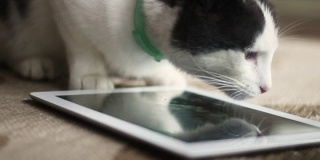 猫在前廊看空白的普通平板电脑屏幕