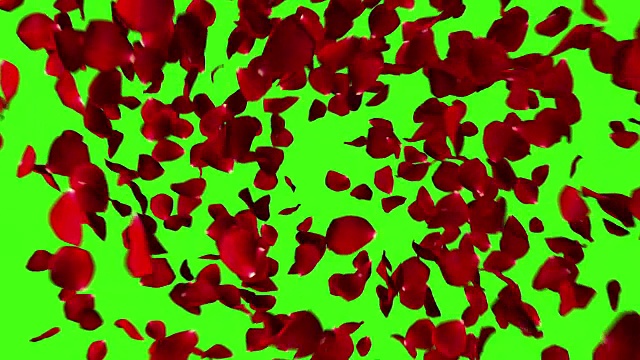 红色的玫瑰花瓣心与旋涡在色度键上飞行，绿色的屏幕背景