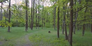 清新翠绿的春天落叶林。摄影机在低空穿过一片橡树林。航拍镜头