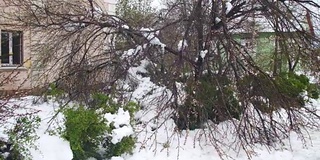 春天四月的反常天气。暴风雪后倒下的树