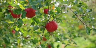 种植富士苹果品种。