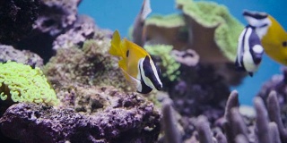 活珊瑚中的热带鱼。