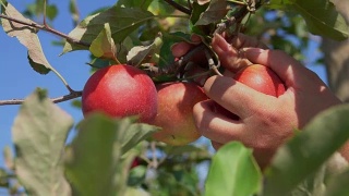 一个手撕树枝和成熟的苹果的特写视频素材模板下载